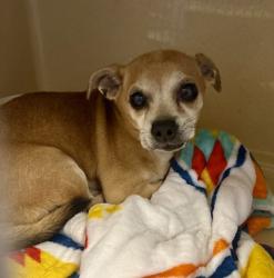 Shelter Stray Male Dog last seen Wade park, 3rd District, OH, 9203 Detroit Ave, Cleveland, OH 44102, USA