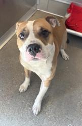 Shelter Stray Male Dog last seen Near Flamingo, 1st District,, 9203 Detroit Ave, Cleveland, OH 44102, USA