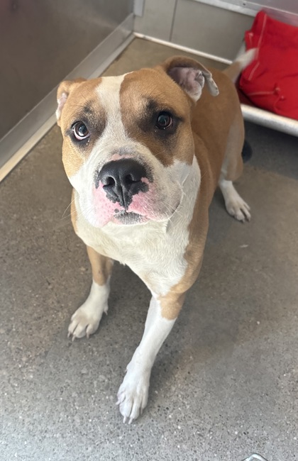 Shelter Stray Male Dog last seen Near Flamingo, 1st District,, 9203 Detroit Ave, Cleveland, OH 44102, USA