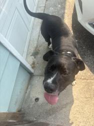 Reunited Male Dog last seen 172nd St E & 22nd Ave E, Spanaway, WA 98387, USA, Spanaway, WA 98387
