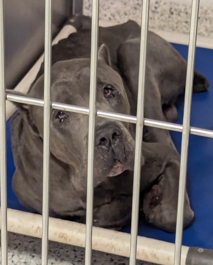 Shelter Stray Male Dog last seen Near BAKER RIDGE DR NW, Atlanta,, 1251 Fulton Industrial Blvd NW, Atlanta, GA 30336, USA