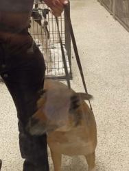 Shelter Stray Male Dog last seen West Point and Sullivan Rd, College Park, GA, 1251 Fulton Industrial Blvd NW, Atlanta, GA 30336, USA