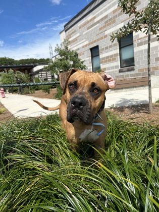 Shelter Stray Male Dog last seen Near hammock place, Atlanta, GA, 1251 Fulton Industrial Blvd NW, Atlanta, GA 30336, USA