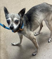 Shelter Stray Female Dog last seen Near Arbor Ridge Drive, Stone Mountain 30087, 30087, GA, 3280 Chamblee Dunwoody Rd, Chamblee, GA 30341, USA