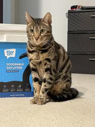 Lost Female Cat last seen Glencairn Forest, Richfield, OH 44286