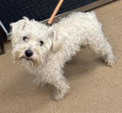 Shelter Stray Male Dog last seen Near Embarcadero Dr 2628, 30058, GA, 3280 Chamblee Dunwoody Rd, Chamblee, GA 30341, USA