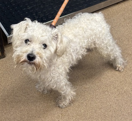 Shelter Stray Male Dog last seen Near Embarcadero Dr 2628, 30058, GA, 3280 Chamblee Dunwoody Rd, Chamblee, GA 30341, USA