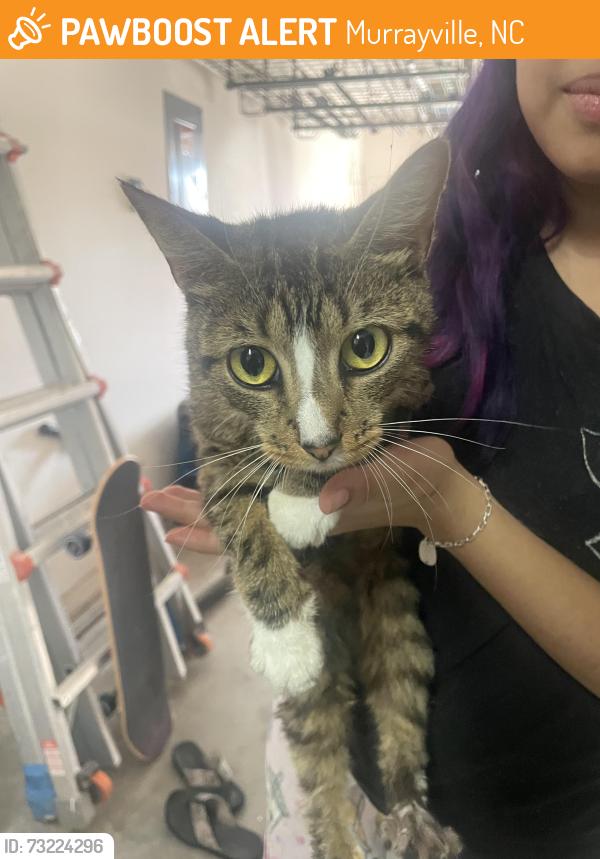 Found/Stray Unknown Cat last seen Springer Wilmington Nc, Murrayville, NC 28411