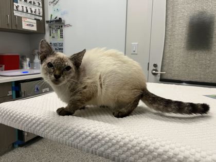 Shelter Stray Male Cat last seen Norledge Ave & N Denver, KCMO, 64123, 64123, MO, 7077 Elmwood Ave, Kansas City, MO 64132, USA