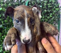 Shelter Stray Female Dog last seen Near midnight sun dr, Socorro, TX, 5001 Fred Wilson Ave, El Paso, TX 79906, USA
