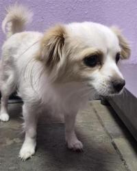 Shelter Stray Female Dog last seen Near QUAIL AVE, CITY of El Paso, TX, 5001 Fred Wilson Ave, El Paso, TX 79906, USA