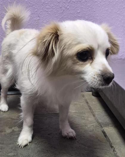 Shelter Stray Female Dog last seen Near QUAIL AVE, CITY of El Paso, TX, 5001 Fred Wilson Ave, El Paso, TX 79906, USA