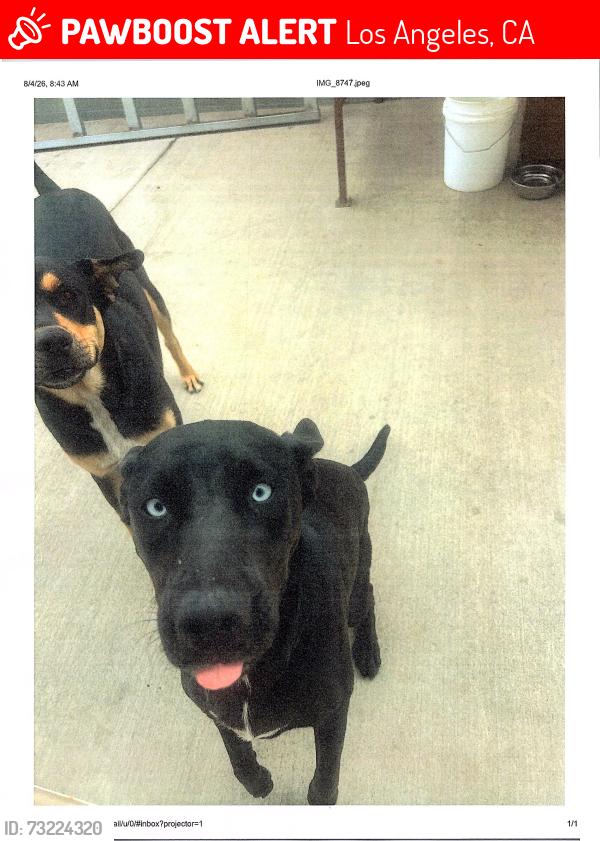 Lost Male Dog last seen C Street, Wilmington, CA, Los Angeles, CA 90744