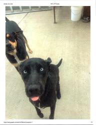 Lost Male Dog last seen C Street, Wilmington, CA, Los Angeles, CA 90744