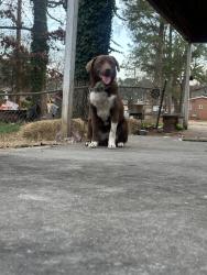 Lost Female Dog last seen Dellvue Dr, Towers Dr, Frost Dr, Rome, GA 30165