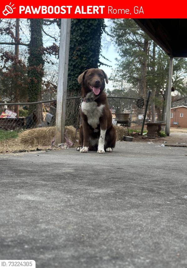 Lost Female Dog last seen Dellvue Dr, Towers Dr, Frost Dr, Rome, GA 30165