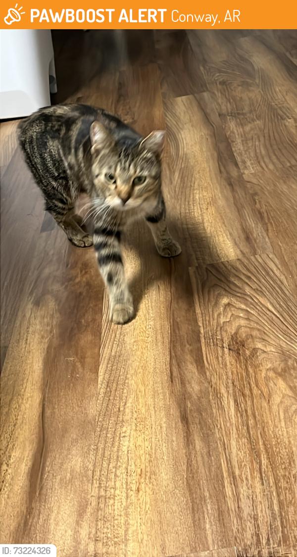 Found/Stray Male Cat last seen Farris and college, Conway, AR 72034