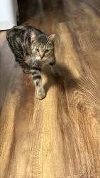 Found/Stray Male Cat last seen Farris and college, Conway, AR 72034