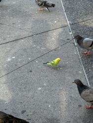 Found/Stray Unknown Bird last seen Next to the Fordham metro north stop in Fordham Plaza (not the main entrance, the back steps), in a tree, The Bronx, NY 10458