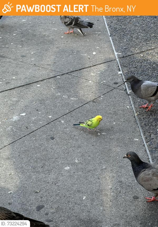 Found/Stray Unknown Bird last seen Next to the Fordham metro north stop in Fordham Plaza (not the main entrance, the back steps), in a tree, The Bronx, NY 10458