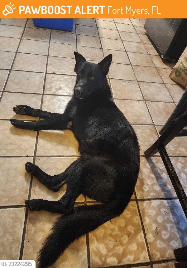 Found/Stray Male Dog last seen Broadway across from Braman Avenue and near Hanson Street, Fort Myers, FL 33901