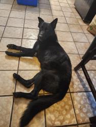 Found/Stray Male Dog last seen Broadway across from Braman Avenue and near Hanson Street, Fort Myers, FL 33901