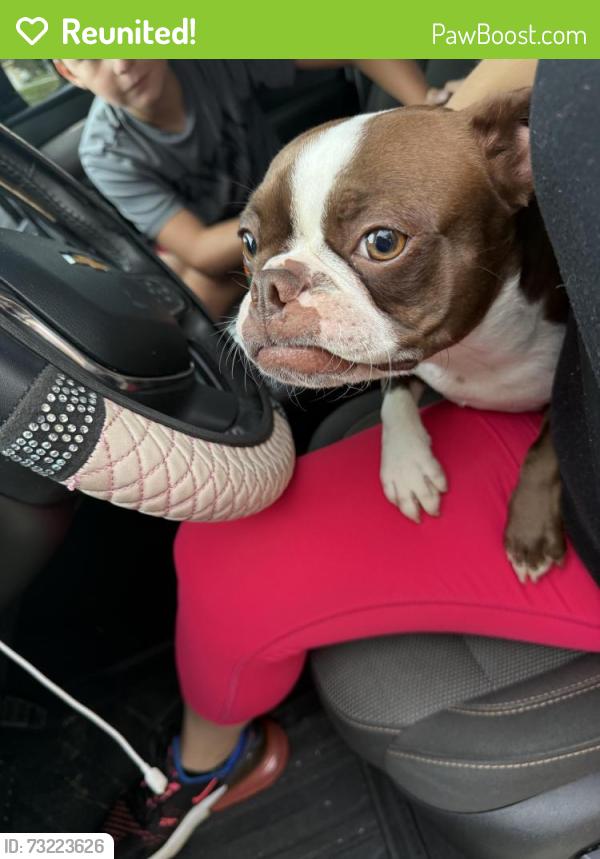 Reunited Female Dog last seen Glenwood and SW Summit, Port St. Lucie, FL 34984