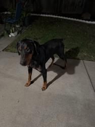 Found/Stray Male Dog last seen Sunrise blvd and Jackson Road near fruit stand, Sacramento County, CA 95830