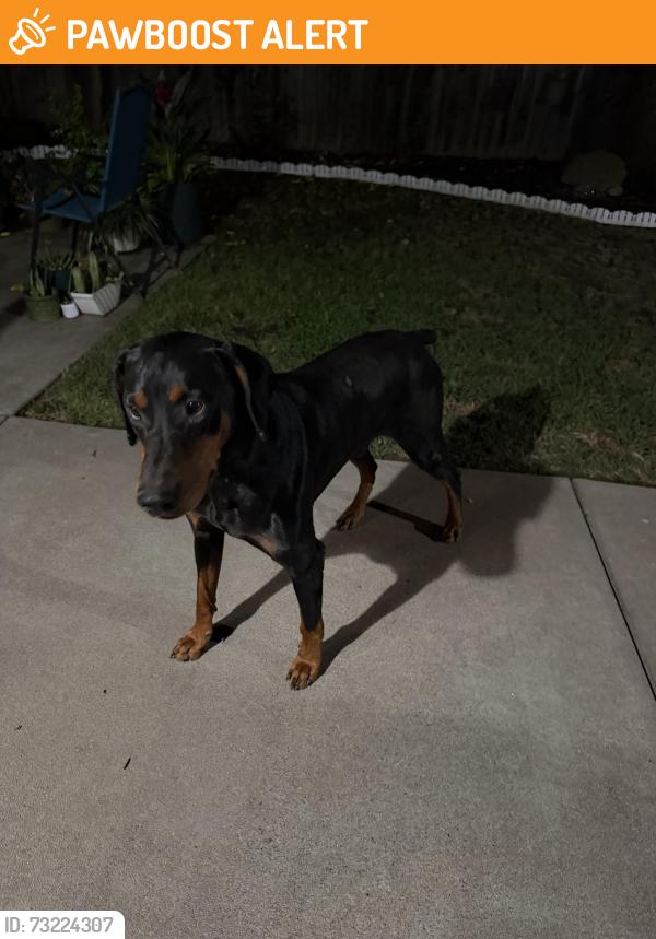 Found/Stray Male Dog last seen Sunrise blvd and Jackson Road near fruit stand, Sacramento County, CA 95830