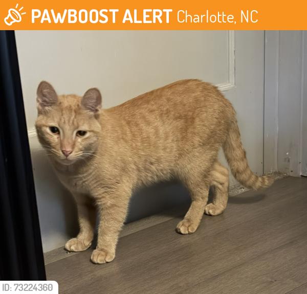 Found/Stray Male Cat last seen University East Drive near the VA building, Charlotte, NC 28213