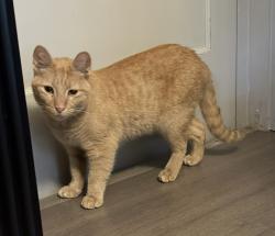 Found/Stray Male Cat last seen University East Drive near the VA building, Charlotte, NC 28213