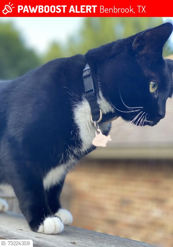 Lost Male Cat last seen Meadow side & Williams, Benbrook, TX 76116