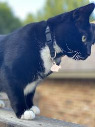 Lost Male Cat last seen Meadow side & Williams, Benbrook, TX 76116