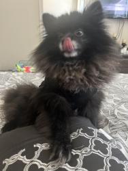 Lost Male Dog last seen Patricia, Pasadena, TX 77502