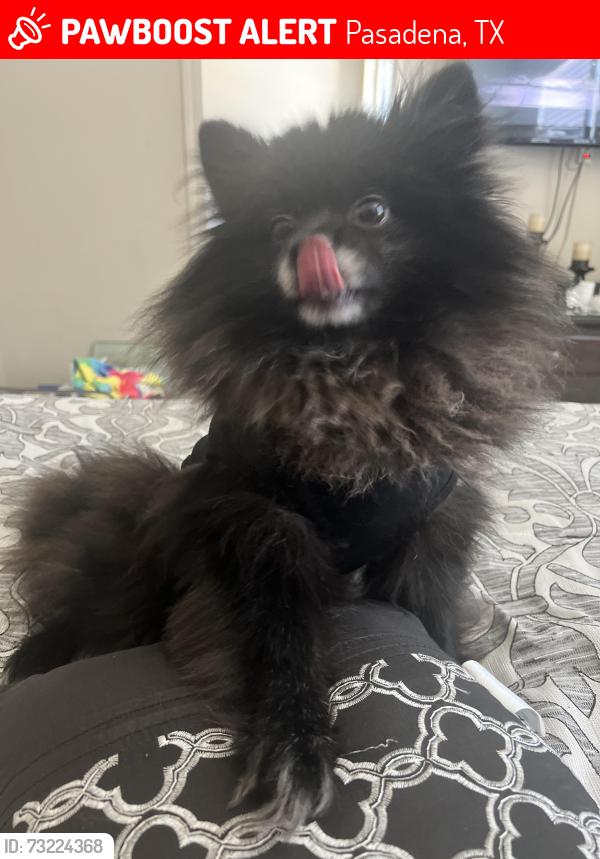Lost Male Dog last seen Patricia, Pasadena, TX 77502