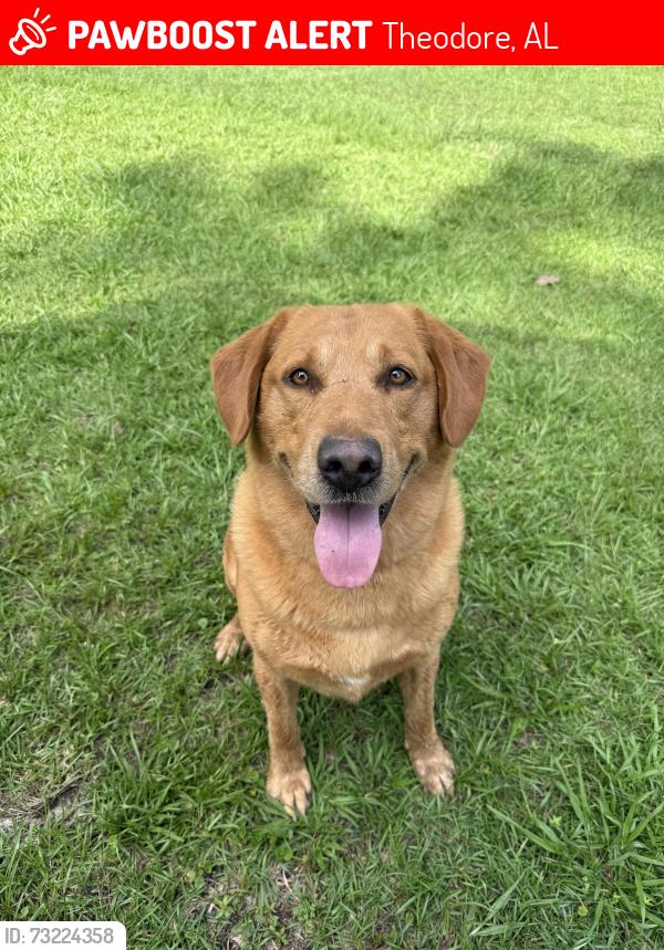 Lost Male Dog last seen Wear Road/ Dawes Road, Theodore, AL 36582