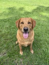 Lost Male Dog last seen Wear Road/ Dawes Road, Theodore, AL 36582