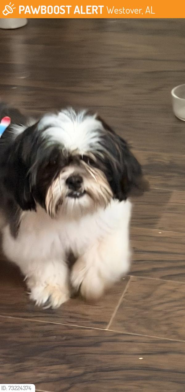 Found/Stray Female Dog last seen Near hwy 51, Westover, AL 35147