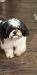 Found/Stray Female Dog last seen Near hwy 51, Westover, AL 35147