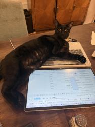 Lost Female Cat last seen 17th Street and Hewes, Santa Ana, CA 92705