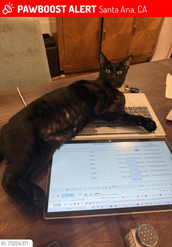 Lost Female Cat last seen 17th Street and Hewes, Santa Ana, CA 92705