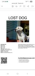 Reunited Female Dog last seen G Street and Buhne, Eureka, CA 95501