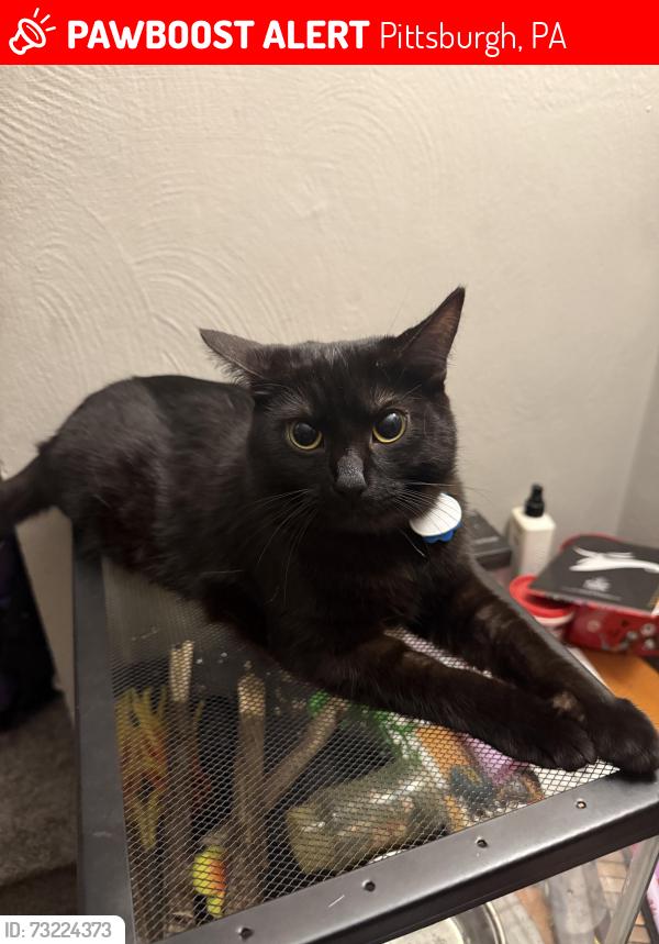 Lost Female Cat last seen Parkline Dr., Pittsburgh PA, Pittsburgh, PA 15227