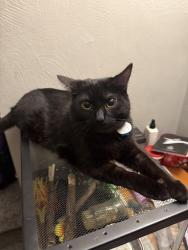 Lost Female Cat last seen Parkline Dr., Pittsburgh PA, Pittsburgh, PA 15227