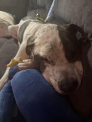 Lost Male Dog last seen Harris ridge, Austin, TX 78753