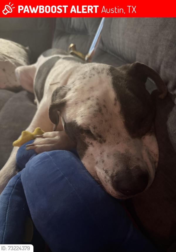 Lost Male Dog last seen Harris ridge, Austin, TX 78753