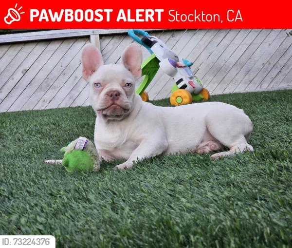 Lost Male Dog last seen El dorado, Stockton, CA 95204