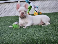 Lost Male Dog last seen El dorado, Stockton, CA 95204