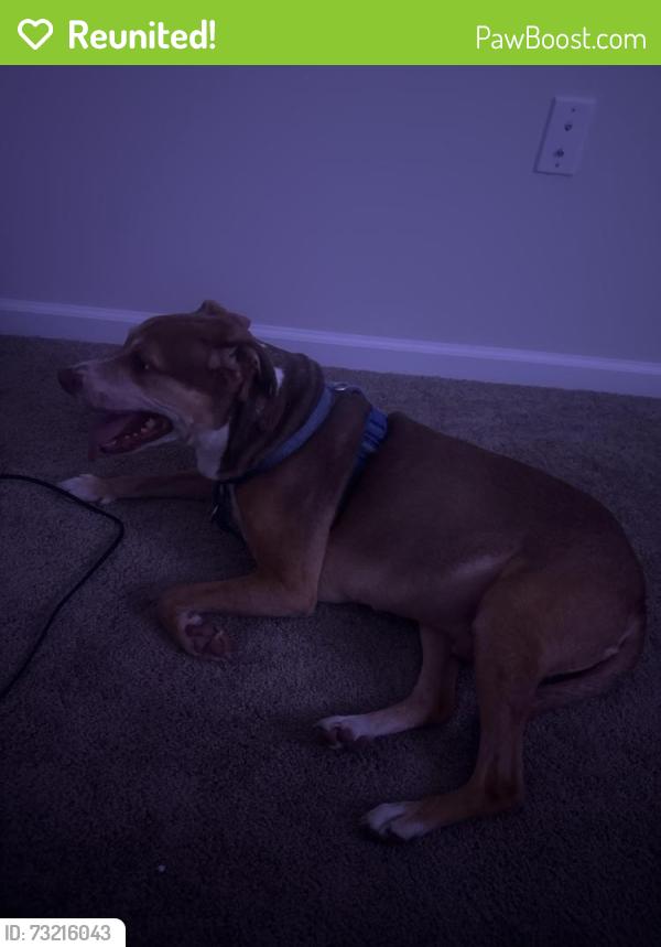 Reunited Unknown Dog last seen Addison pointe apmts, Columbia, SC 29206