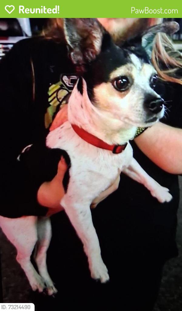 Reunited Male Dog last seen Near Aldersgate church on 91st Terrace not sure if he went towards 94th Street N or 93rd Street N, Seminole, FL 33777